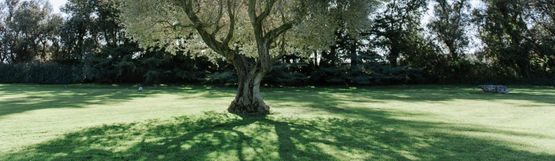 Jardinería Solivera árbol